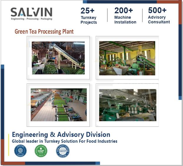 Automatic Green Tea Processing Plant